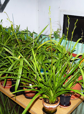 Cymbidium erythraeum orchid plant care and culture