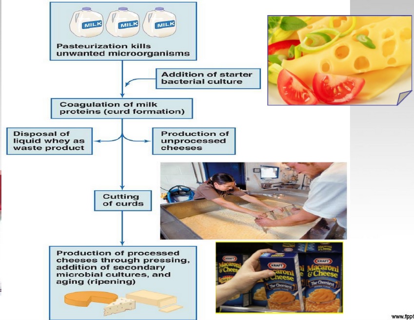 microbiology ROLE OF IN FOOD PRODUCTION