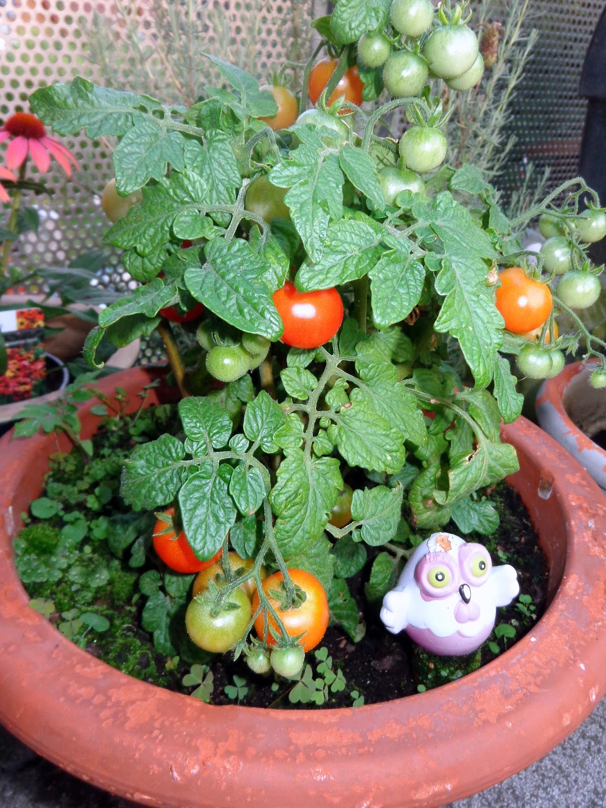 Love, Light & Healing...: Sommer im Hexengarten: Bevor es zu spät ist...!