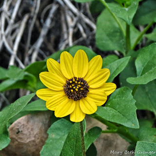 yellow flower photo by mbgphoto
