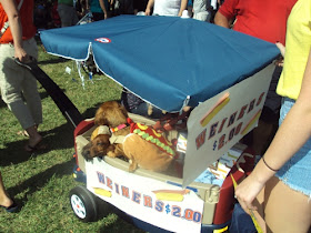 Hot Dog dachshunds at the 11th Annual Dachshund Winterfest