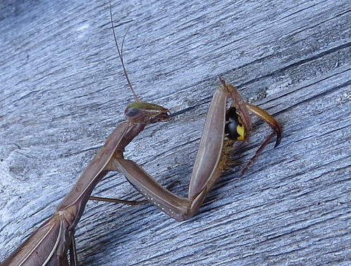 German Yellowjacket wasp being eaten by a praying mantis
