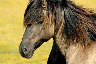 cavallo marrone in foto