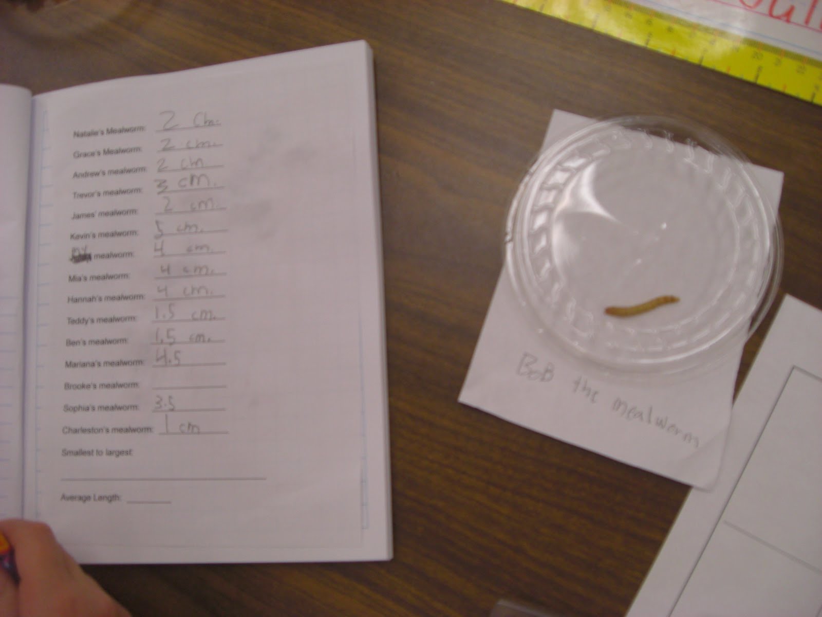 Notes From Second Grade Mealworms