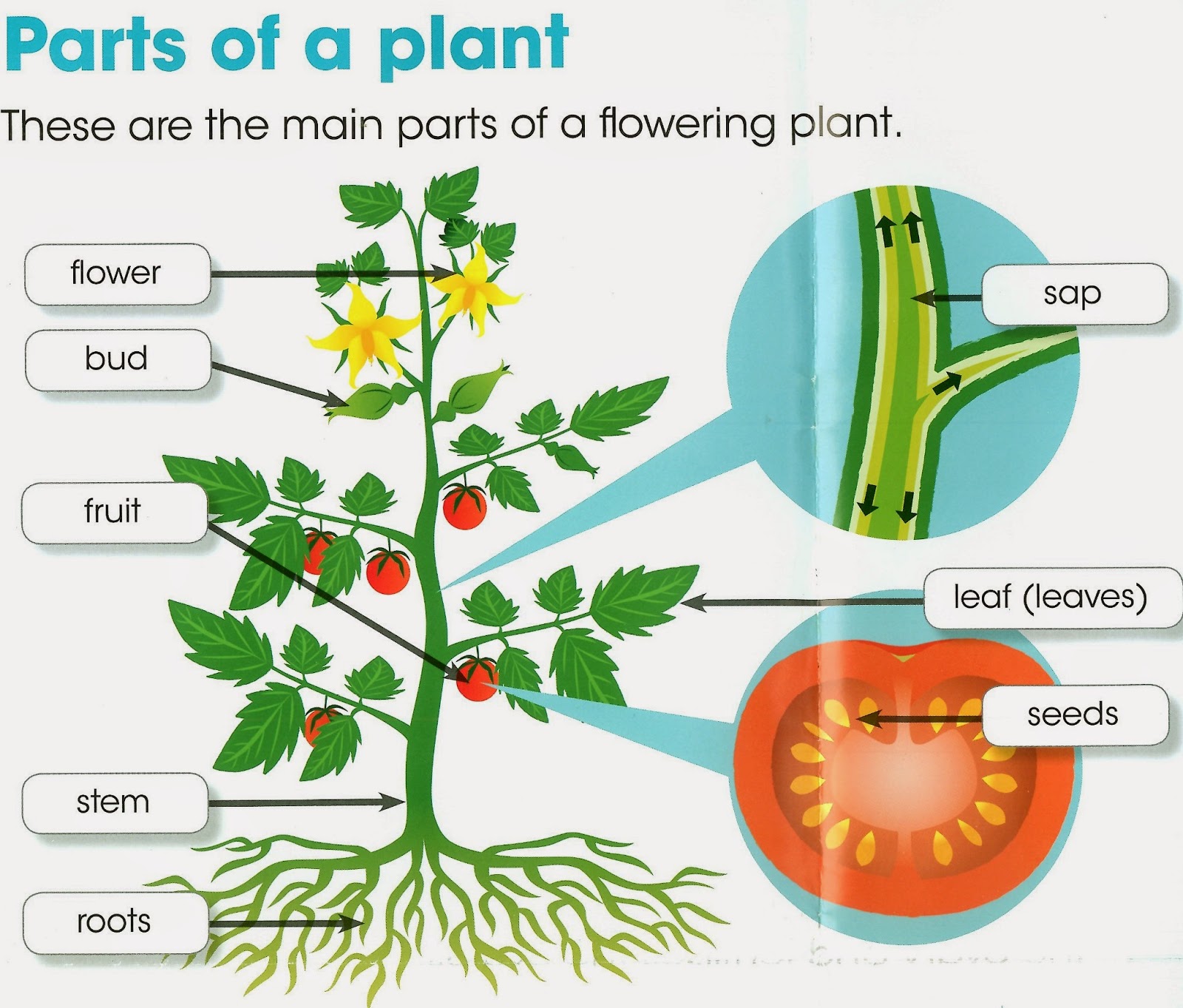Diagram Of Parts Of A Plant
