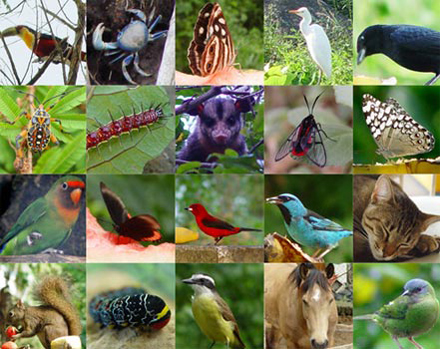 *Silent Spring*: A Introdução de Espécies Exóticas na Natureza