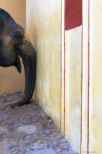 A Minimal Art Photo of an Elephant's Trunk against yellow wall. The Elephant was spotted at Amber Fort, Jaipur.