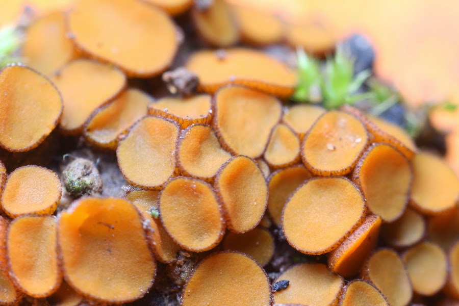 El mundo microscópico de los hongos