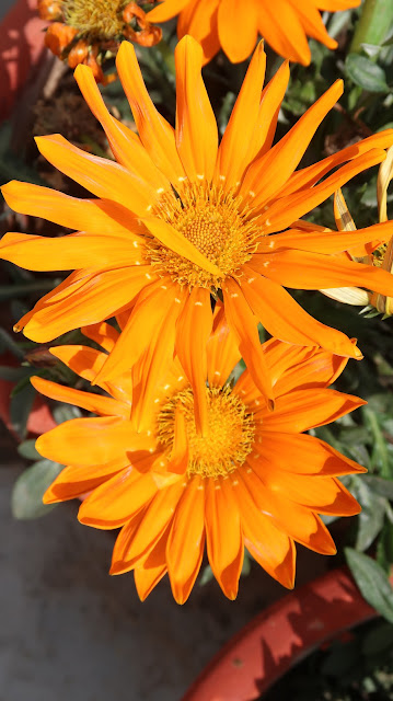 most-beautiful-flowers-wallpapers most-beautiful-flowers-wallpapers