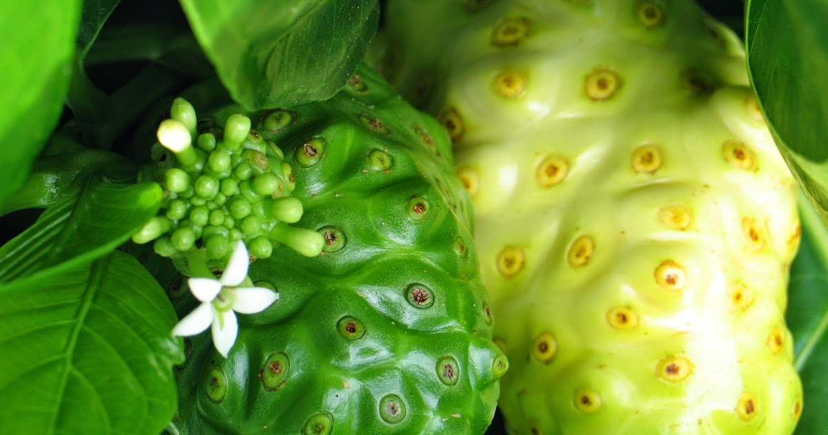 Hawaiian Organic Noni Health Food A Healthy Blood Pressure and the
