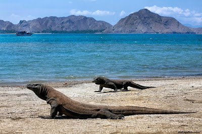 panorama keindahan pulau komodo panorama keindahan pulau komodo