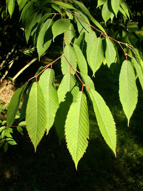 Gürgen yapraklı akçaağaç (Acer carpinifolium)