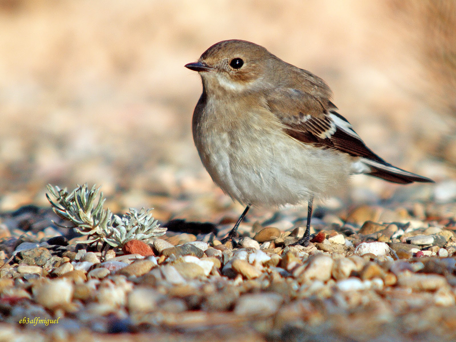 Miguel fotografia: Papamoscas cerrojillo, (Ficedula hypoleuca)