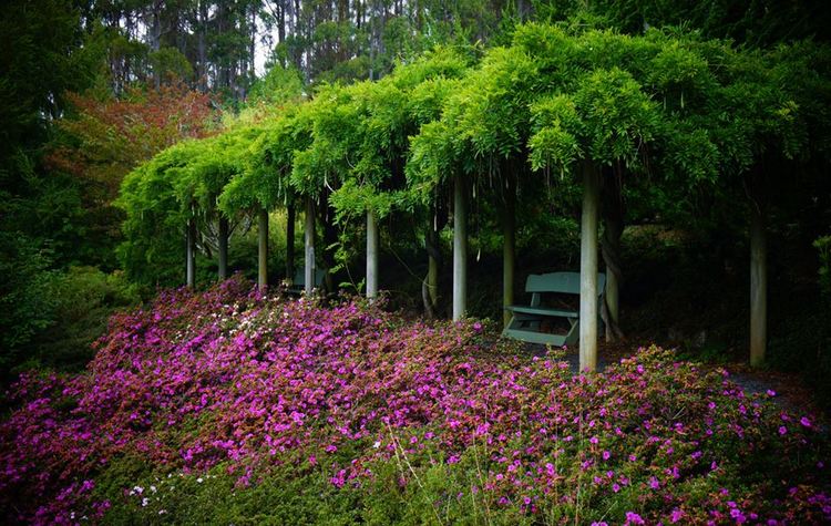 Rhododendron Garden (Emu Valley) Tasmania, Australia