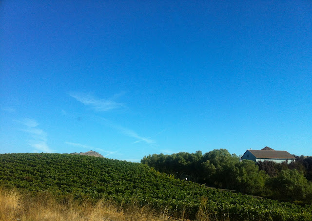 Vineyards in Napa