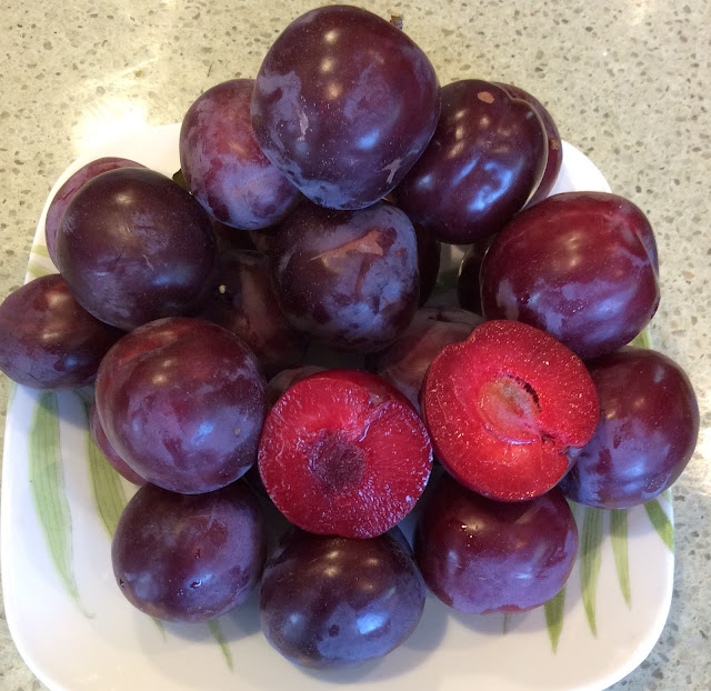 Hollywood Plum