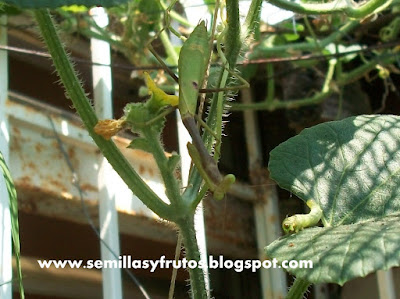 Sphodromantis baccettii