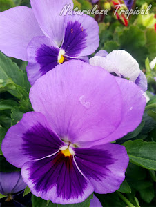 Variedad rosa-púrpura de la flor de la planta Pensamiento, Viola × wittrockiana