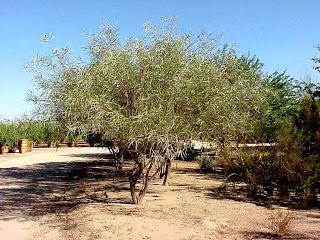 roble del desierto Acacia coriacea