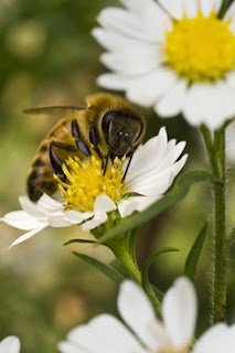 bee sting treatment san diego ca