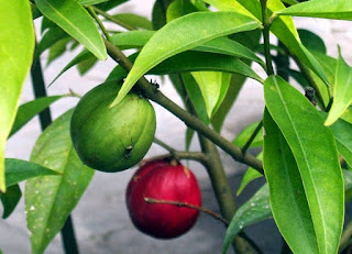 obat ambeien berdarah