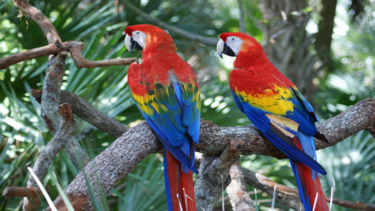 gambar burung macaw