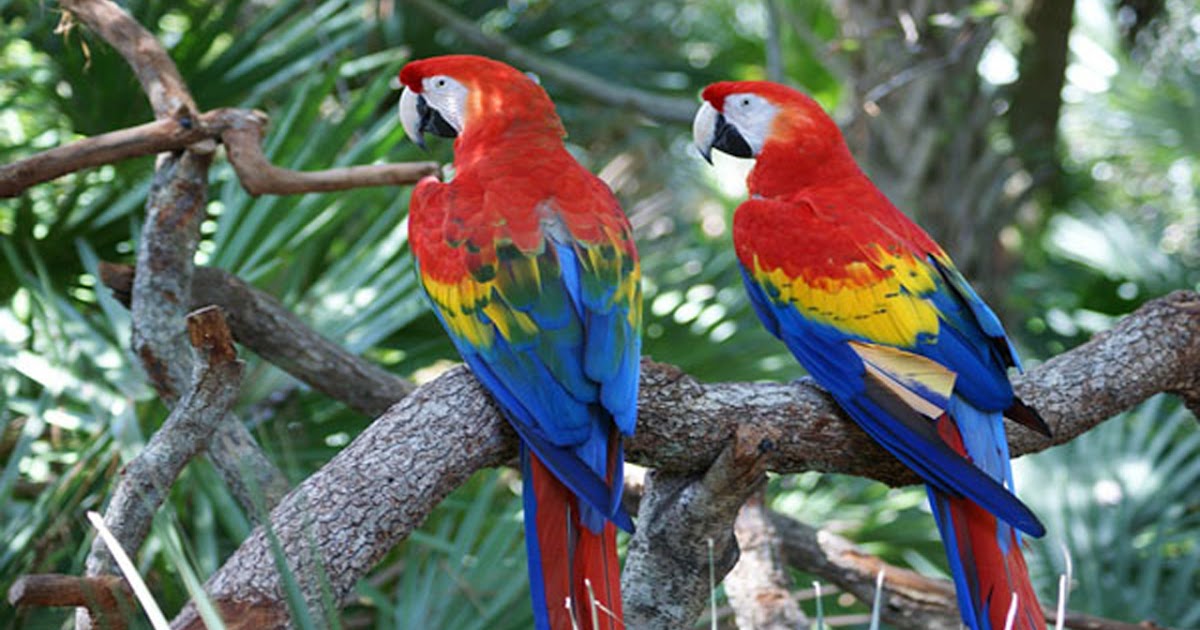 Jenis Dan Harga Burung Macaw