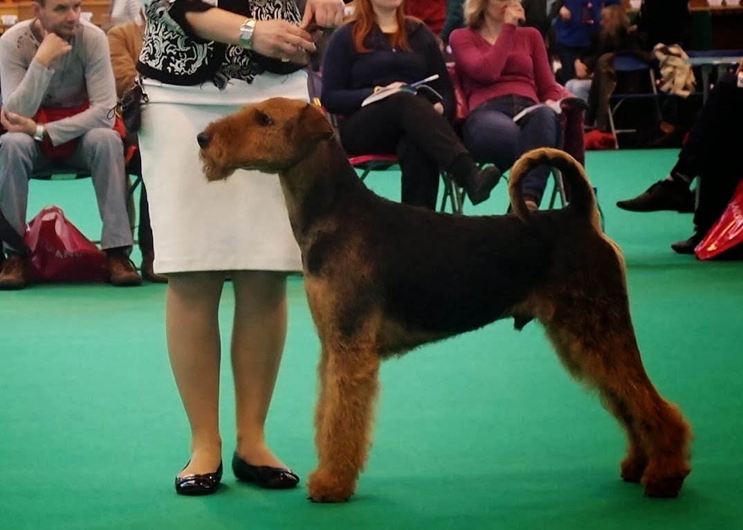 Airedales Of Lussyland: Najvacsia vystava na svete - Crufts 2014