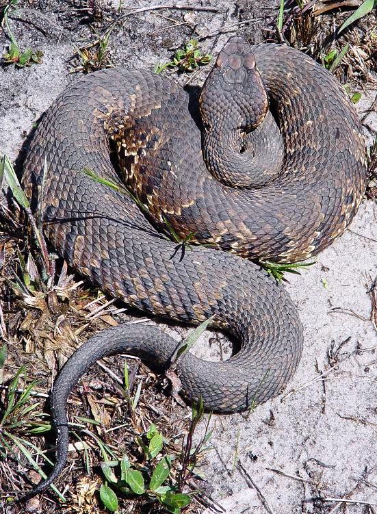 Bloodthirsty wild animal best blog Wild animals in western kentucky