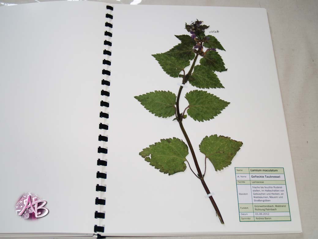 Atelier Andrea Baron: Kleines Herbarium