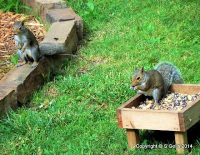 squirrels keep bird feeders feeder secrets yard garden hanging squirrel woodwork bought backyard shown boys