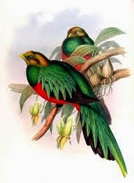 quetzal cabeza dorada Pharomachrus auriceps
