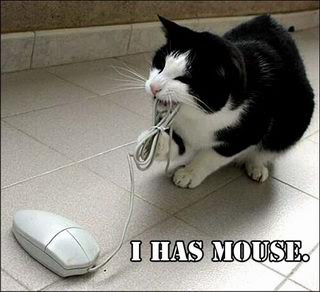 smiješne slike Mačka uhvatila miša