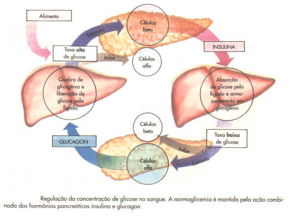 Insulina | Funções da Insulina Insulina | Funções da Insulina