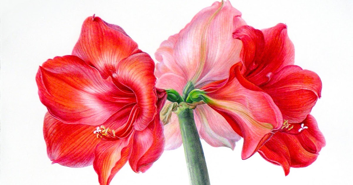 An Amaryllis Watercolor by the Renown Living Australian Artist Jenny ...