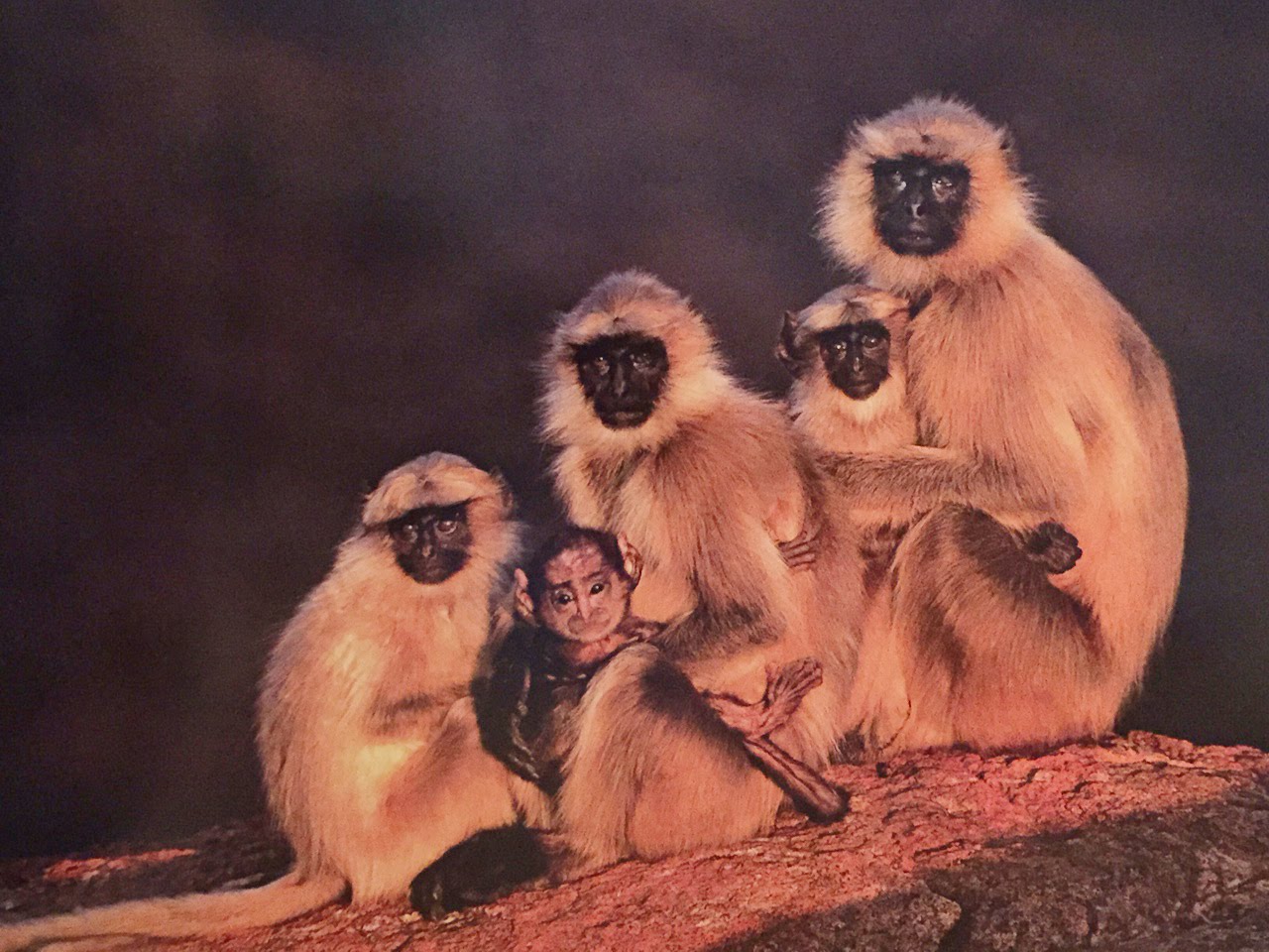 белозадый гульман. золотистый лангур. лангуры обезьяны. лангуры обезьяны. лангуры обезьяны.