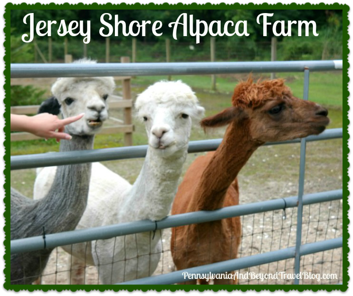 Pennsylvania & Beyond Travel Blog Visiting the Jersey Shore Alpaca