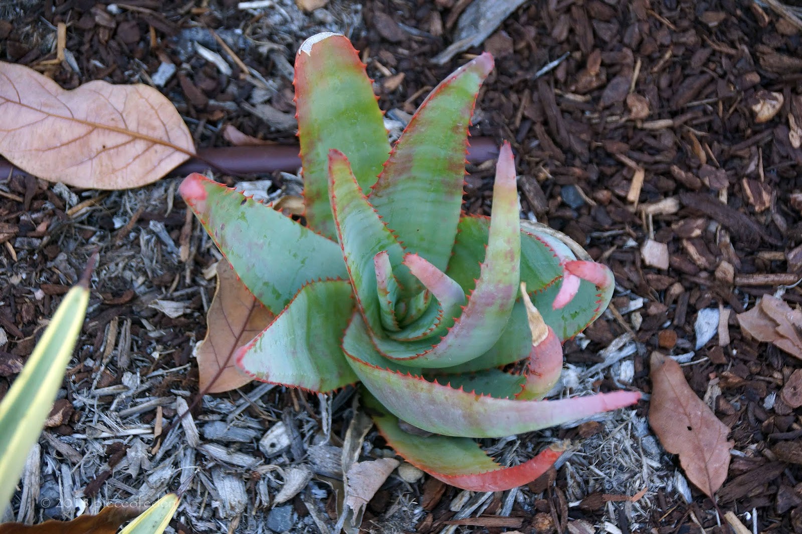 Growing Aloes From Seed
