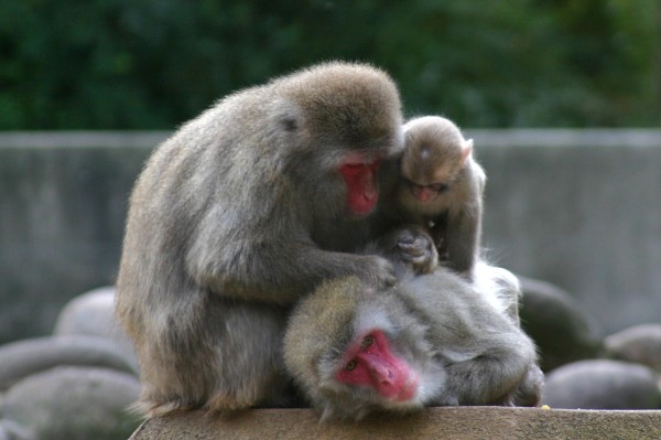 Beautiful World : Parental Care in the Animal Kingdom (20 photos)