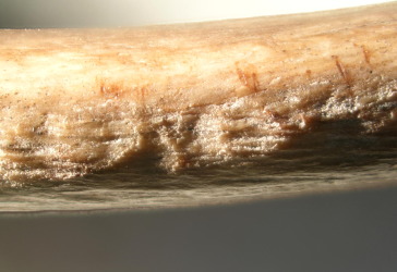 Evidence of cannibalism found in Mesolithic Spain Evidence of cannibalism found in Mesolithic Spain