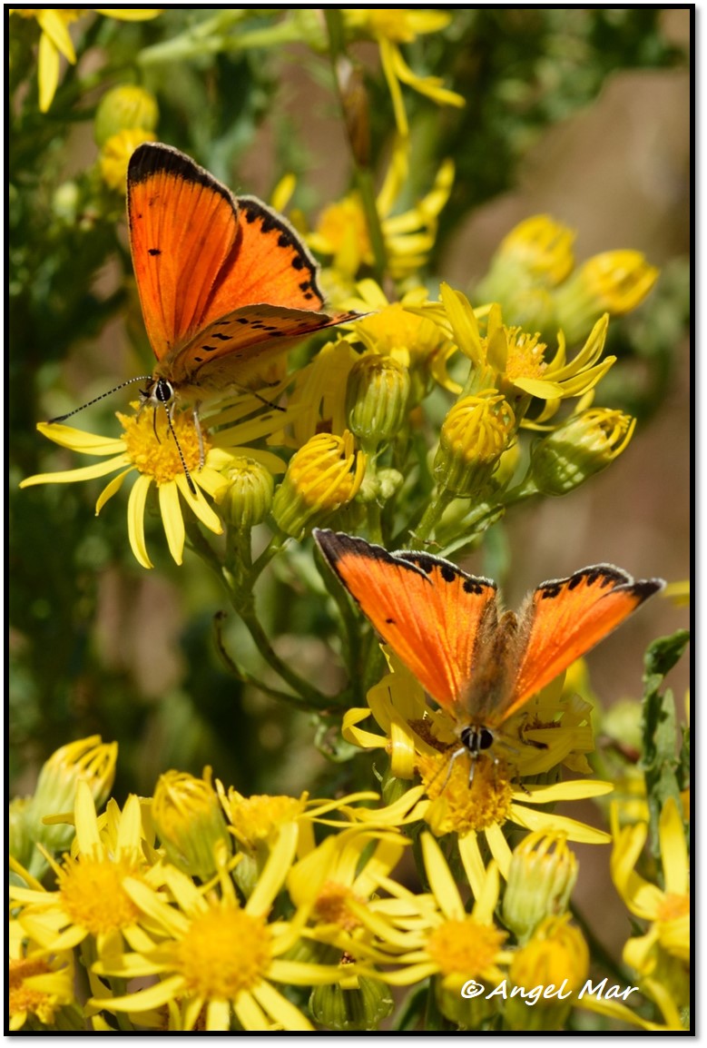 Butterflies and Dragonflies: Lycaena virgaureae macho - "Scarce copper" - (Manto de oro ...