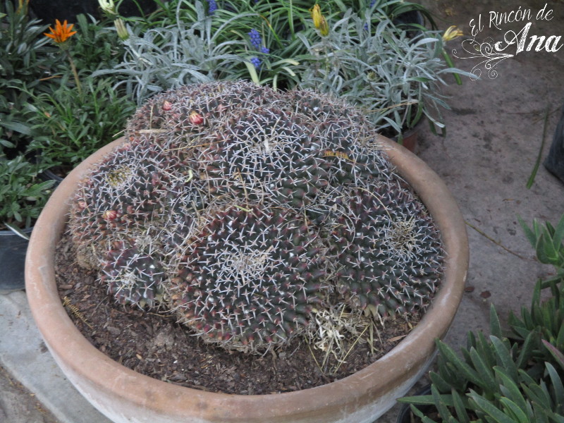 feria de la candelaria 2017