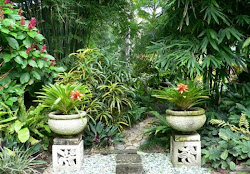 tropical garden gardens plants balinese designs modern landscape backyard landscaping bali brisbane planters outdoor yard plans patio gardening asian hundscheidt