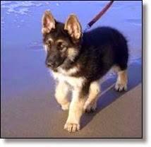 Picture of german shepherd puppy