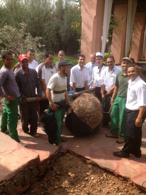 15 jardiniers pour la plantation d'un olivier aux Deux Tours Marrakech