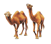 Indovinello cammelli