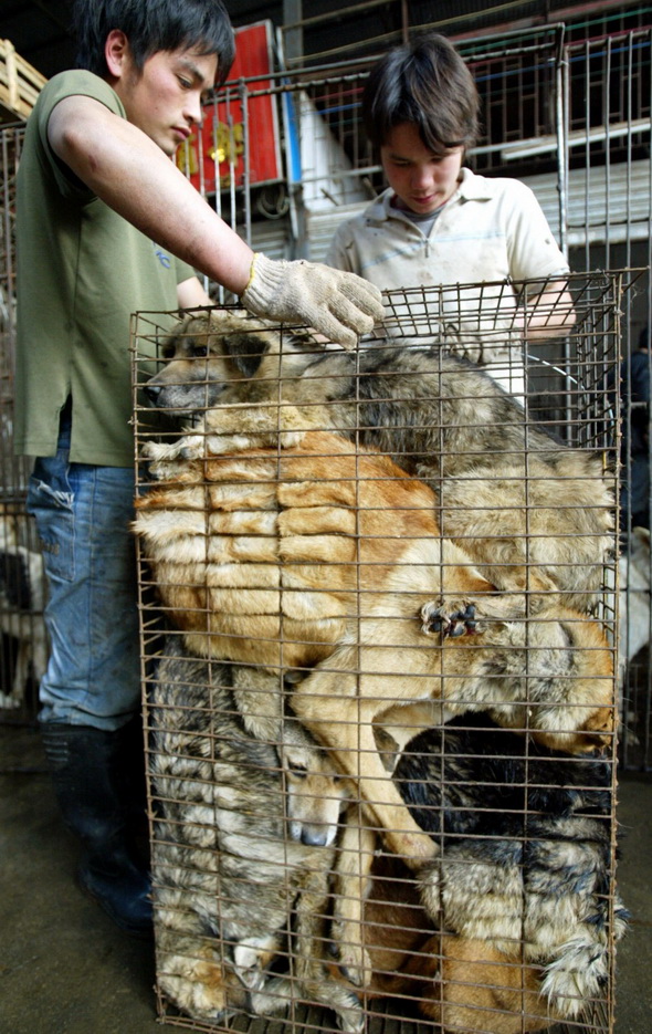 HeulNicht China denkt über Verbot von Hundefleisch nach <em>NSFW</em>