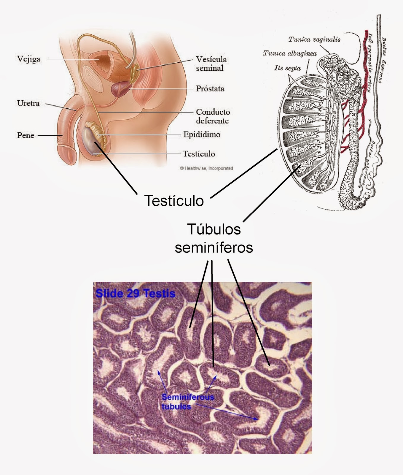 Localización de los testículos y los túbulos seminíferos en el aparato reproductor masculino