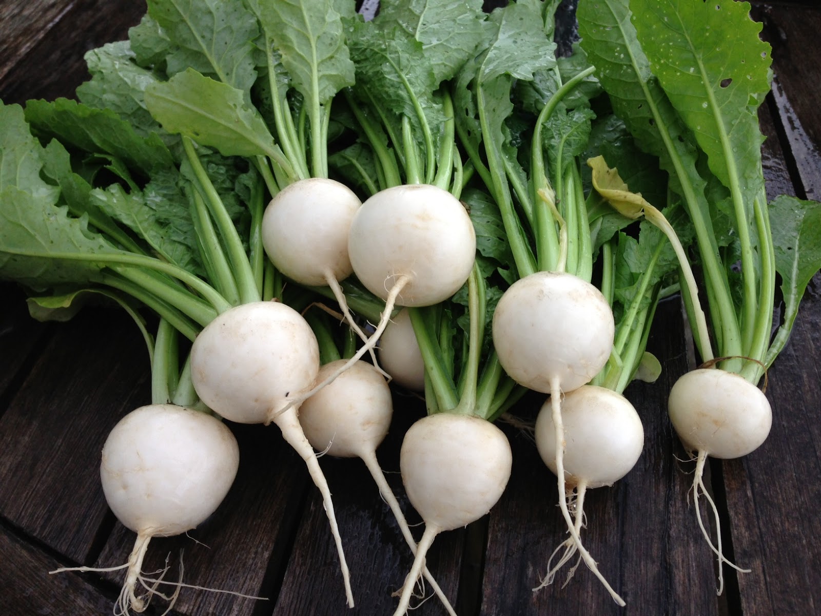 Strange Gardener Pingpong turnips