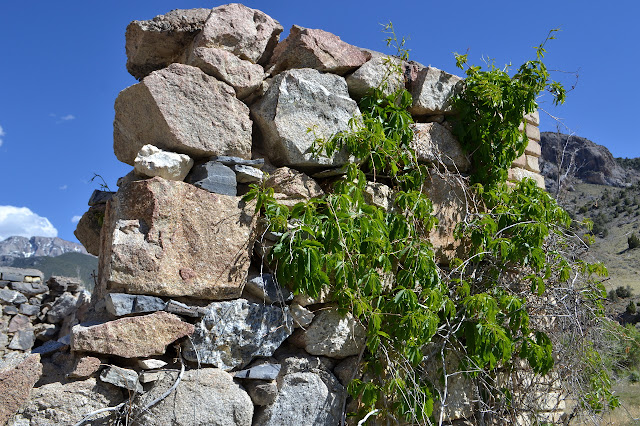 plants climbing the stone